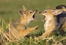 black world old mara jackal kenya baby animals 1920x1080 wallpaper Art HD Wallpaper